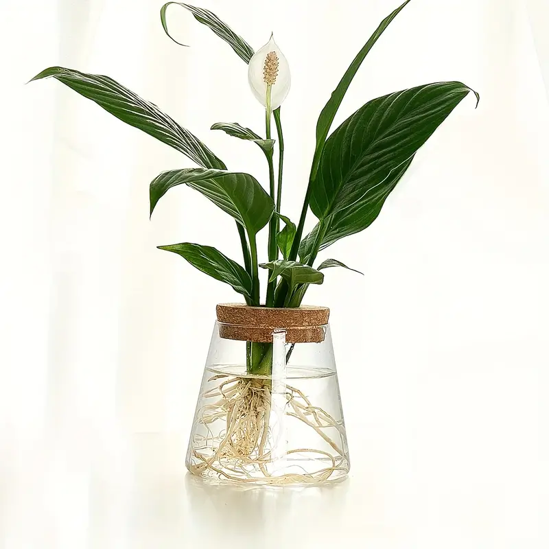 AquaRoots™ Glass Plant Propagators with Cork Lid - Image 4